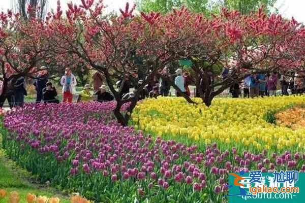 武漢植物園郁金香展開放時間2022？