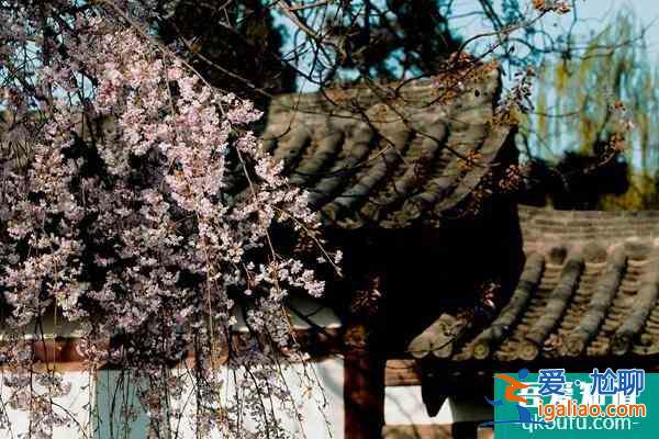 青龍寺櫻花什么時候開 2022西安青龍寺櫻花票價及開放時間介紹？
