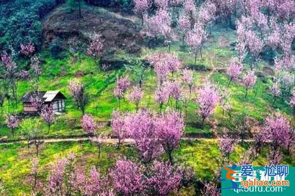 2022年崇州三郎鎮(zhèn)櫻花幾月開(kāi) 崇州三郎鎮(zhèn)櫻花基地在哪里？