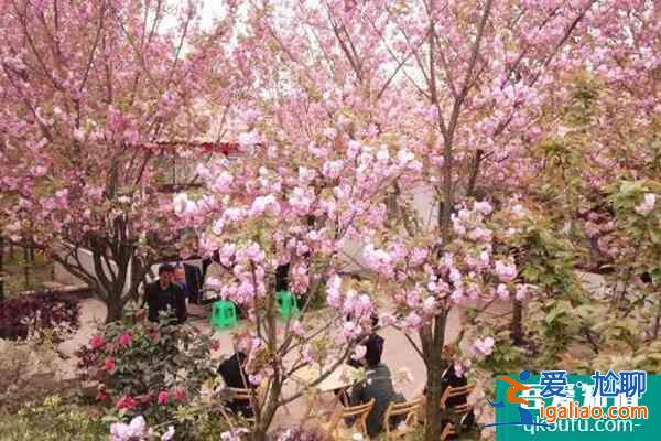 2022年崇州三郎鎮(zhèn)櫻花幾月開(kāi) 崇州三郎鎮(zhèn)櫻花基地在哪里？