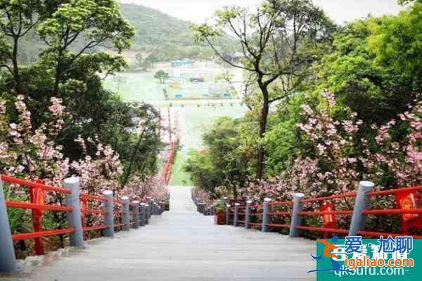 2022珠海哪里有櫻花看 最佳觀賞花期？