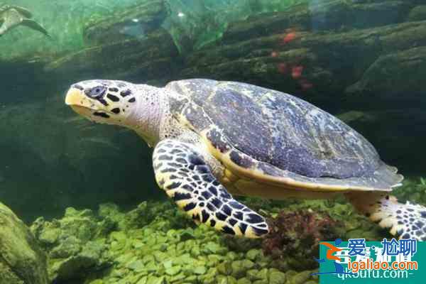 上海動物園主要景點都有哪些？