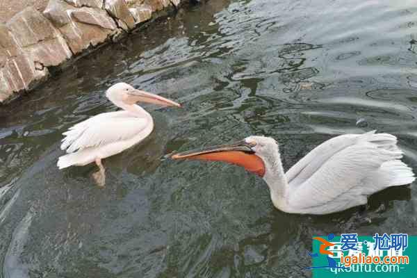 上海動物園主要景點都有哪些？