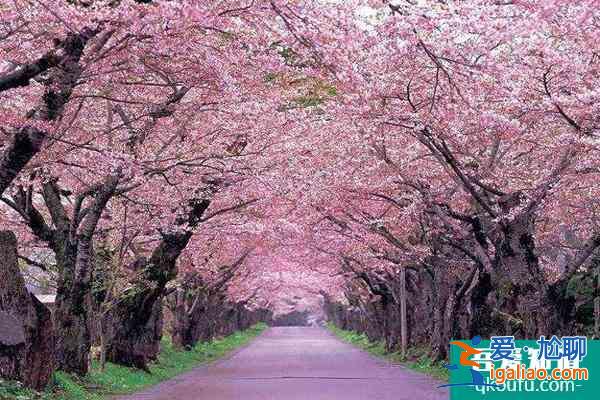 2022珠海哪里有櫻花看 最佳觀賞花期？