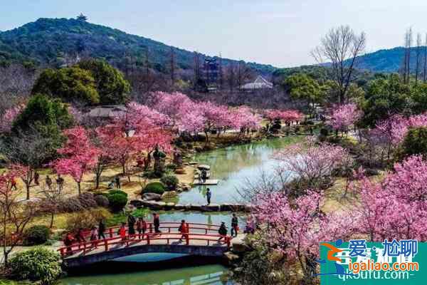國內(nèi)賞櫻花的最好地方？