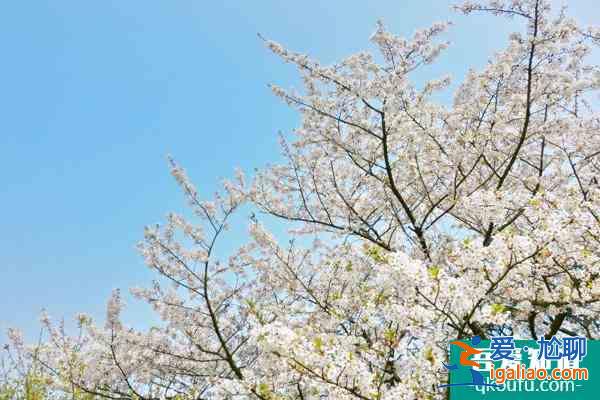 國內(nèi)賞櫻花的最好地方？