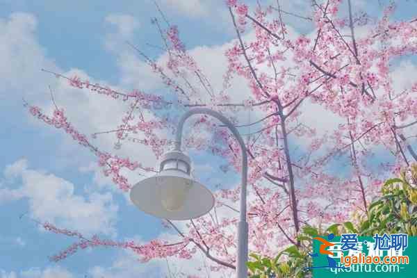 2022上海賞櫻花哪里最好 附最佳觀賞時間介紹及地點推薦？