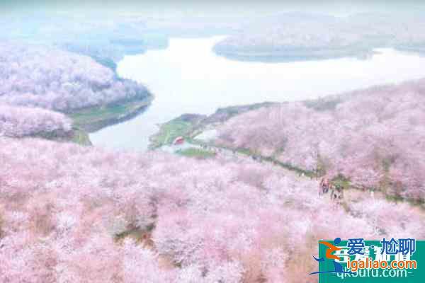 2022平壩櫻花什么時(shí)候開？