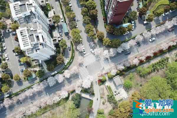 2022上海賞櫻花哪里最好 附最佳觀賞時間介紹及地點推薦？