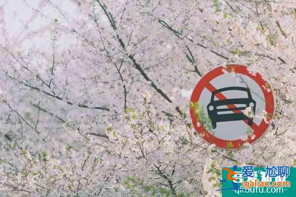 2022上海賞櫻花哪里最好 附最佳觀賞時間介紹及地點推薦？