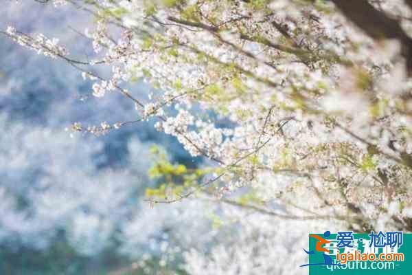 2022平壩櫻花什么時(shí)候開？