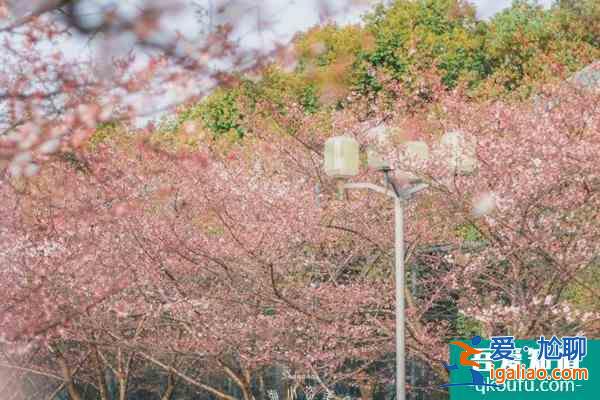2022上海賞櫻花哪里最好 附最佳觀賞時間介紹及地點推薦？