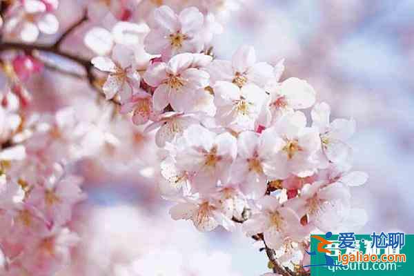 2022上海賞櫻花哪里最好 附最佳觀賞時間介紹及地點推薦？