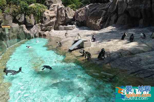 上海動物園團游優(yōu)惠政策2022？