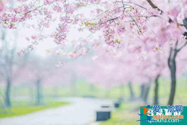 2022上海賞櫻花哪里最好 附最佳觀賞時間介紹及地點推薦？