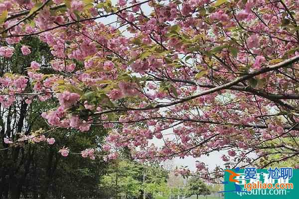 2022上海賞櫻花哪里最好 附最佳觀賞時間介紹及地點推薦？