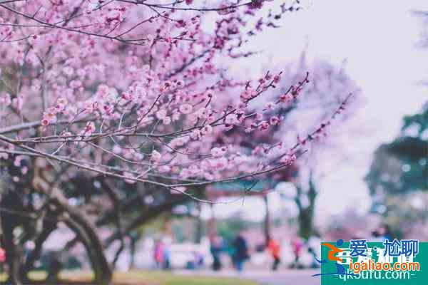 2022武漢大學(xué)櫻花什么時候開花 最佳觀賞時間是什么時候？