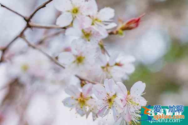 2022上海賞櫻花哪里最好 附最佳觀賞時間介紹及地點推薦？