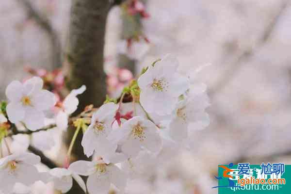 2022上海賞櫻花哪里最好 附最佳觀賞時間介紹及地點推薦？