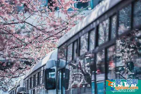 2022上海賞櫻花哪里最好 附最佳觀賞時間介紹及地點推薦？