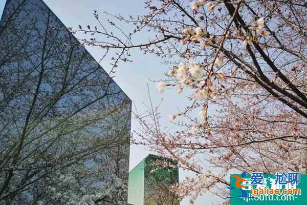 2022上海賞櫻花哪里最好 附最佳觀賞時間介紹及地點推薦？