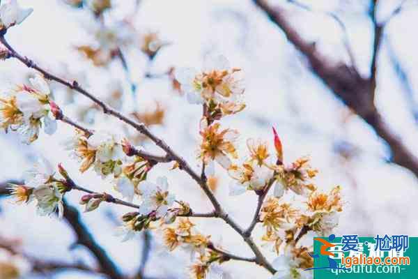 2022上海賞櫻花哪里最好 附最佳觀賞時間介紹及地點推薦？