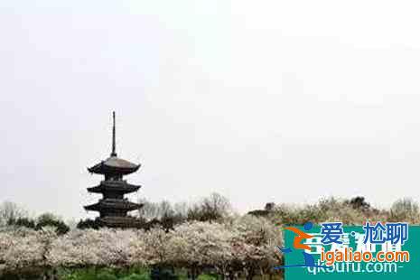 2022江蘇賞櫻花的地方整理？