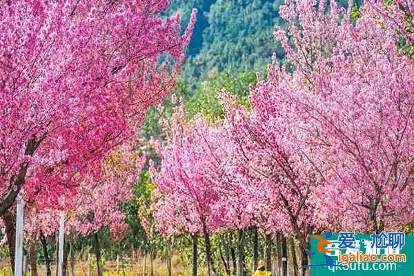 2022大理櫻花幾月開 大理賞櫻花最美的地方？