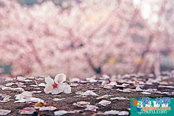 無(wú)錫櫻花在哪里看2022 無(wú)錫賞櫻花的地方叫什么？