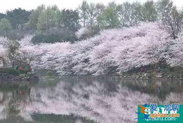 2022長沙松雅湖花期及最佳觀賞時間？