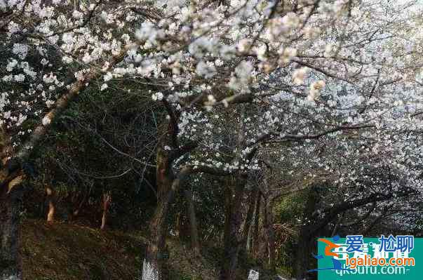2022長沙松雅湖花期及最佳觀賞時間？