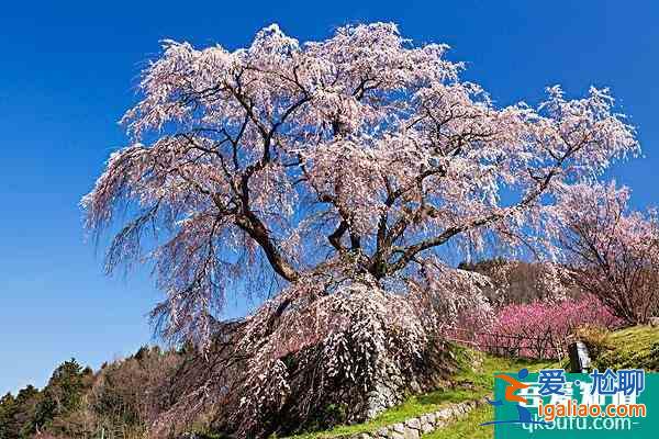無(wú)錫櫻花在哪里看2022 無(wú)錫賞櫻花的地方叫什么？