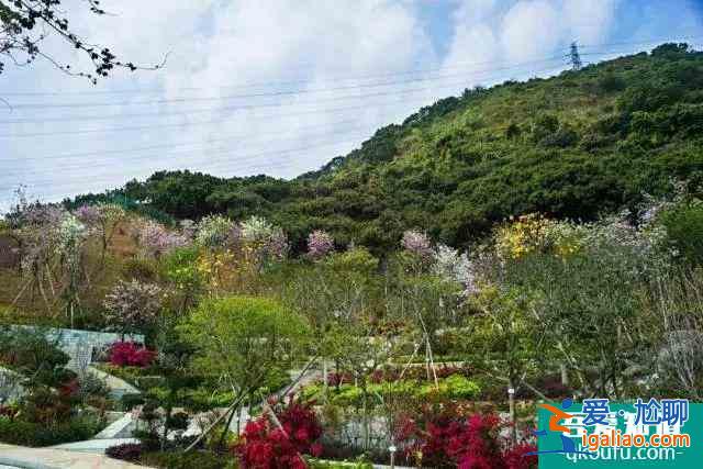 2022深圳南山赤灣華英路景觀公園櫻花門票？