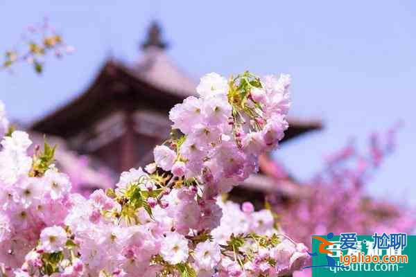2022年西安青龍寺櫻花幾月開？