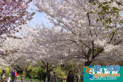 2022北京看櫻花的地方在哪？