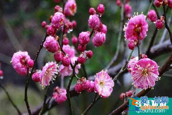 杭州哪里可以賞梅花 附最佳觀賞時(shí)間？