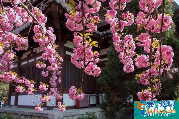 2022年西安青龍寺櫻花幾月開？