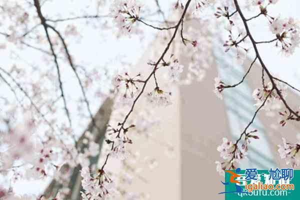 武大櫻花2022年什么時(shí)候開放？