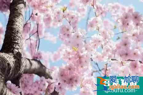 北京哪里賞櫻花2022？