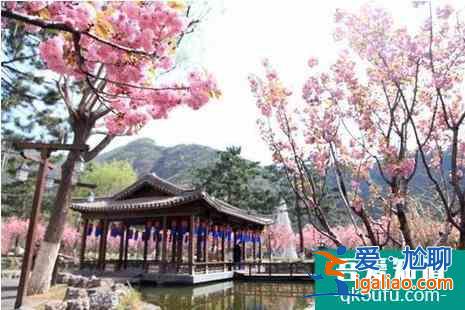 2022北京看櫻花的地方在哪？