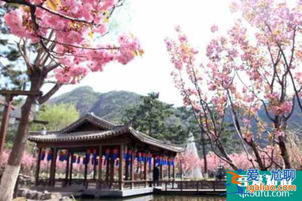北京賞櫻花的地方哪里最好2022 北京櫻花公園在哪里？