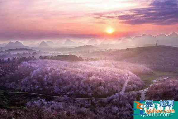 貴州平壩櫻花觀賞指南2022 附最佳觀賞時間及賞櫻路線？