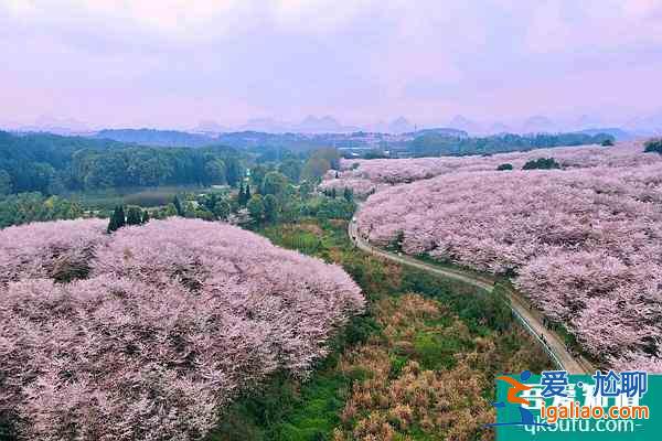 貴州平壩櫻花觀賞指南2022 附最佳觀賞時間及賞櫻路線？