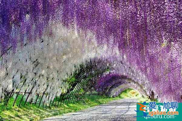 天津春季賞花去哪里？
