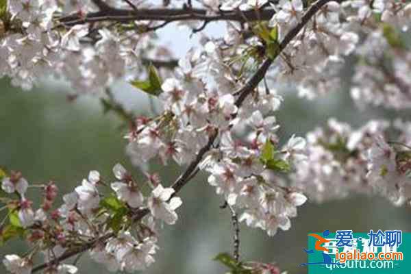 北京賞櫻花的地方哪里最好2022 北京櫻花公園在哪里？