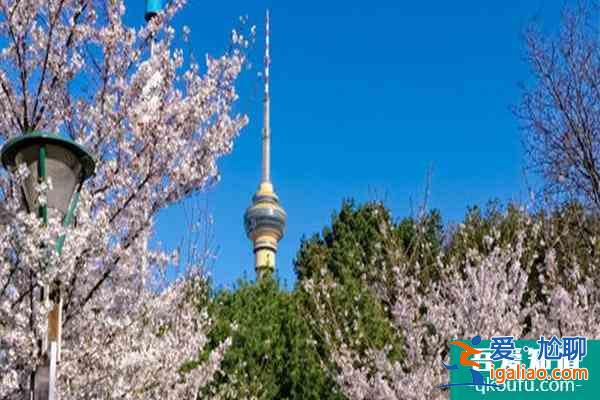 北京賞櫻花的地方哪里最好2022 北京櫻花公園在哪里？
