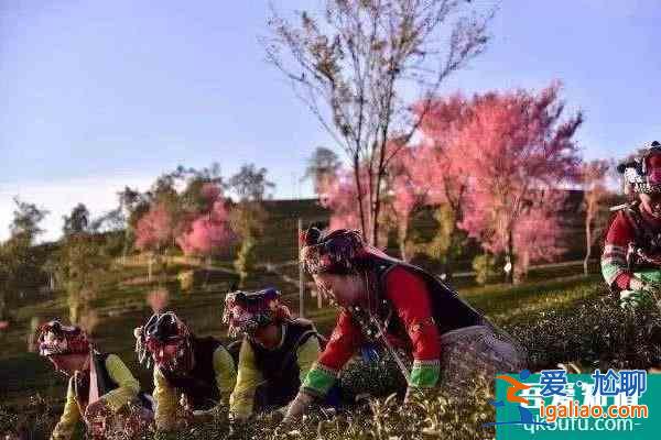 2022無量山櫻花谷攻略 最美時間和花期是什么時候？