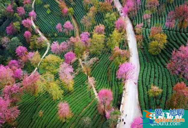 2022無量山櫻花谷攻略 最美時間和花期是什么時候？