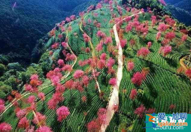 2022無量山櫻花谷攻略 最美時間和花期是什么時候？