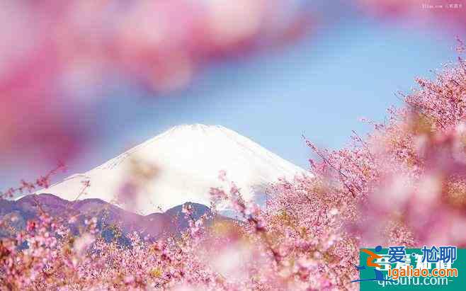 2022日本櫻花最佳觀賞時(shí)間 日本哪里櫻花好看？